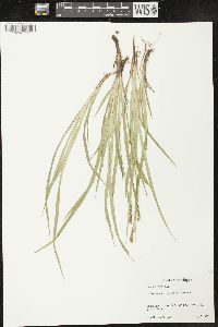 Carex x knieskernii image