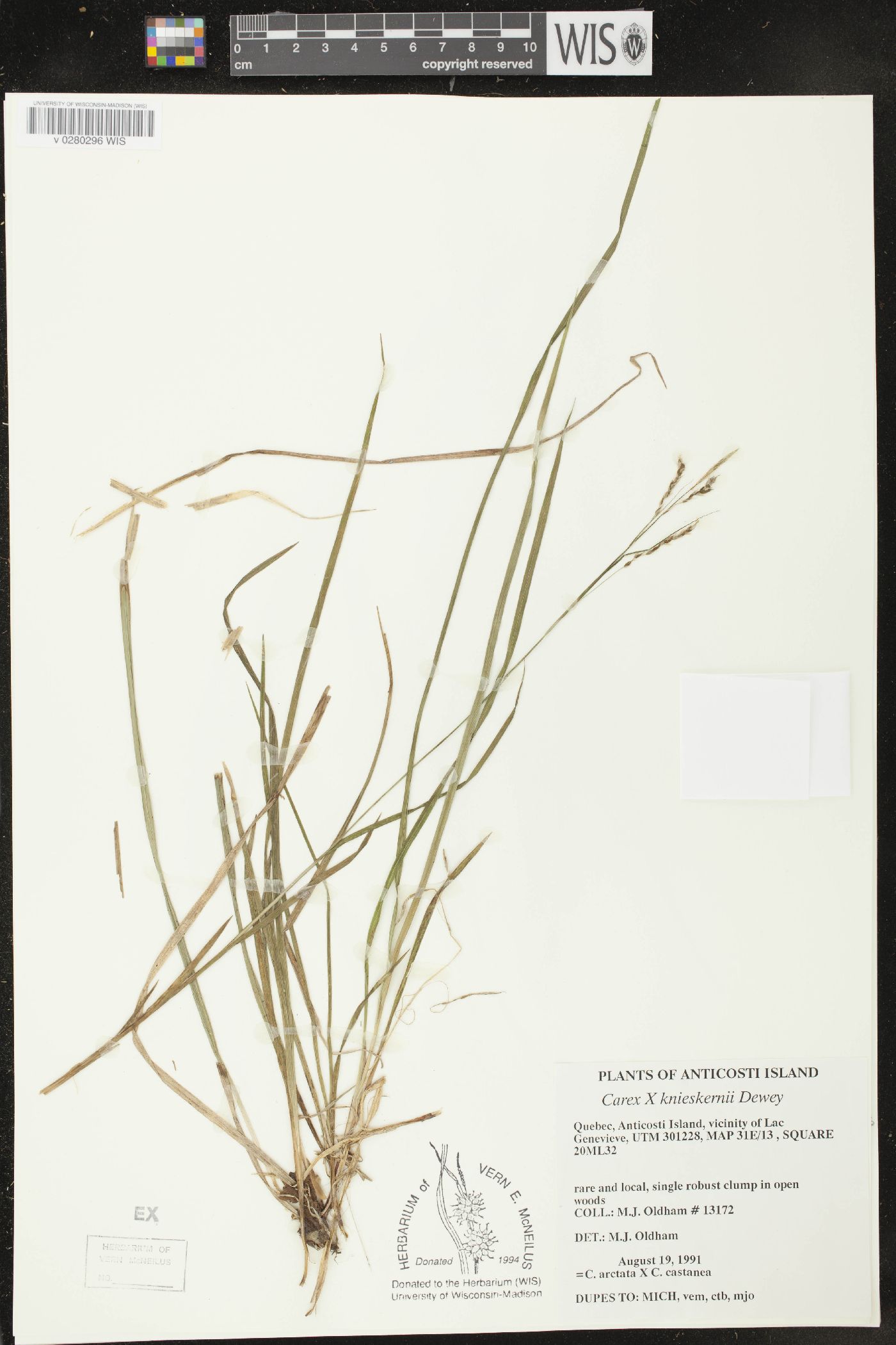 Carex x knieskernii image