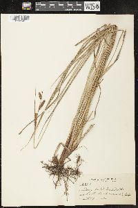 Carex laciniata image