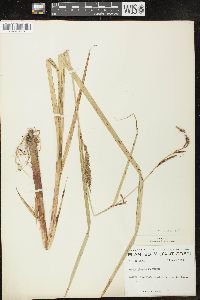 Carex lacustris image