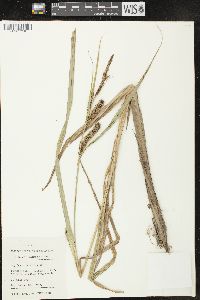 Carex lacustris image