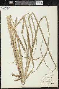 Carex lacustris image