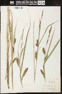 Carex lacustris image