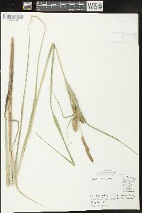 Carex lacustris image