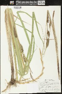 Carex lacustris image