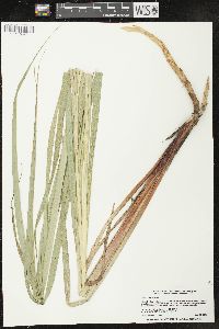 Carex lacustris image