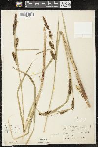 Carex lacustris image