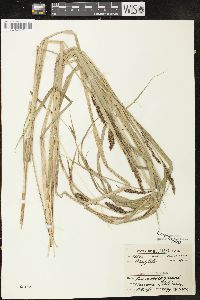 Carex lacustris image