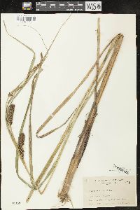 Carex lacustris image