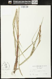 Carex lacustris image