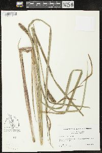 Carex lacustris image