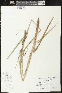 Carex lacustris image