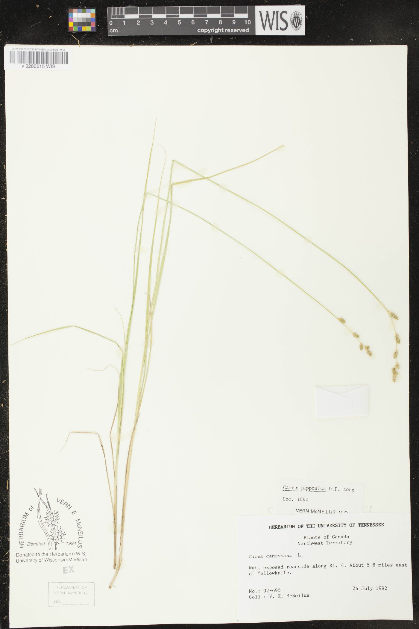 Carex lapponica image