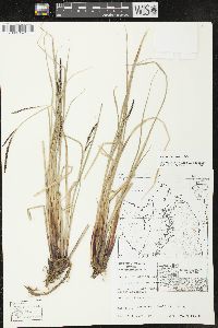 Carex lasiocarpa image