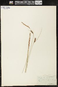 Carex lasiocarpa image