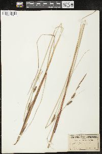 Carex lasiocarpa image