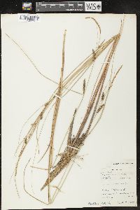 Carex lasiocarpa image