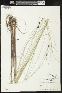 Carex lasiocarpa image