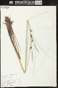 Carex lasiocarpa image