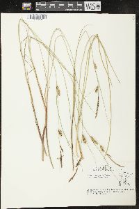 Carex lasiocarpa image