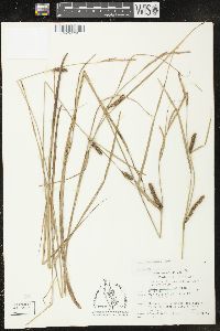 Carex lasiocarpa image