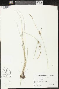 Carex lasiocarpa image