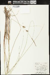 Carex lasiocarpa image