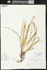 Carex laxiculmis image