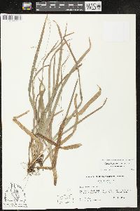 Carex laxiculmis image