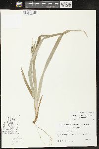 Carex laxiculmis image