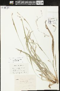 Carex laxiculmis image