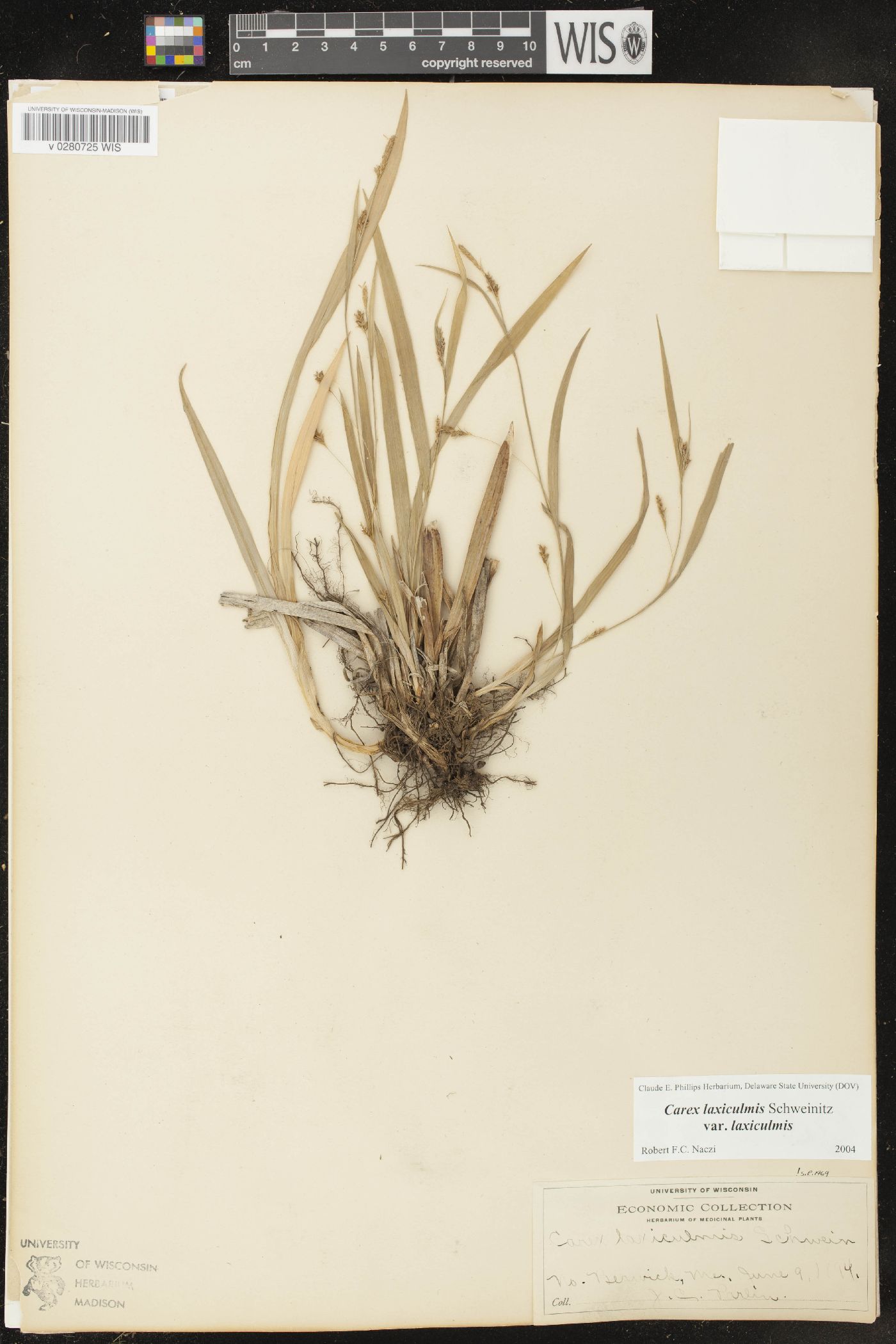 Carex laxiculmis var. laxiculmis image