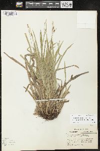 Carex laxiculmis image