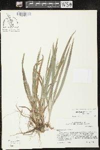 Carex laxiculmis image