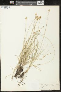 Carex leavenworthii image