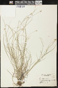 Carex leavenworthii image