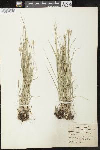 Carex leavenworthii image