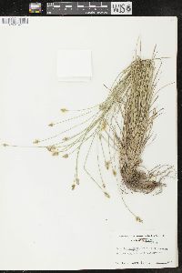 Carex leavenworthii image