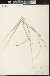 Carex leavenworthii image