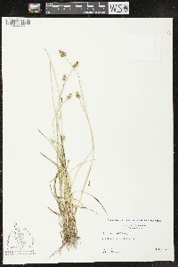 Carex leavenworthii image