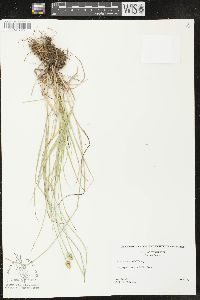 Carex leavenworthii image