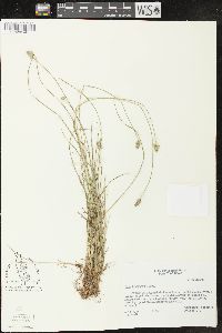 Carex leavenworthii image