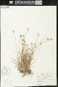 Carex leavenworthii image