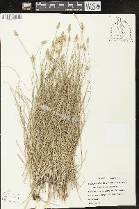 Carex leavenworthii image