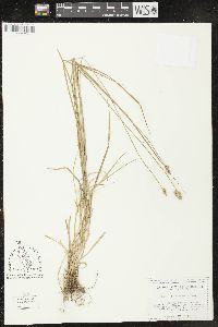 Carex leavenworthii image