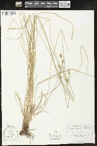 Carex leavenworthii image