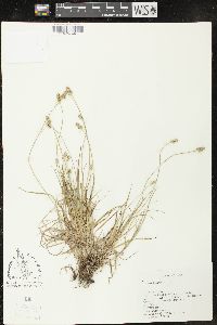 Carex leavenworthii image