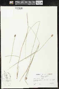 Carex leavenworthii image