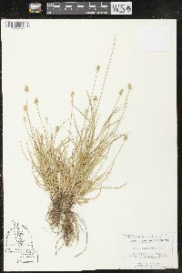 Carex leavenworthii image