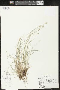 Carex leavenworthii image